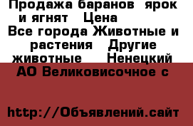 Продажа баранов, ярок и ягнят › Цена ­ 3 500 - Все города Животные и растения » Другие животные   . Ненецкий АО,Великовисочное с.